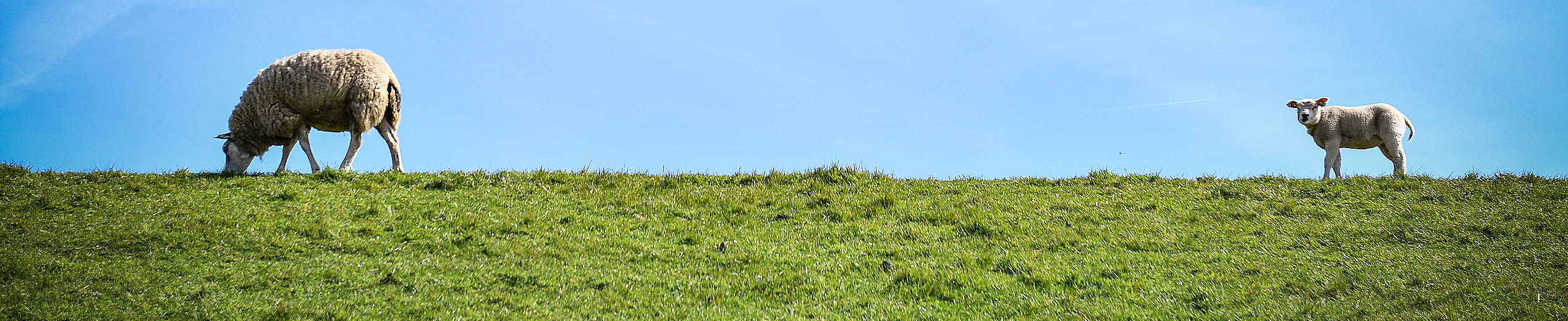 /bestanden/afbeeldingen/Home/Header/Header schapen in de wei.jpg